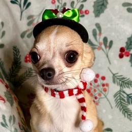 Charlie - Fawn male Chihuahua puppy in Niagara County, New York from Coolballow Chihuahuas