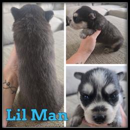Lil Man - Black and white male Siberian Husky puppy in Merrill, Michigan from Haase Family Kennels