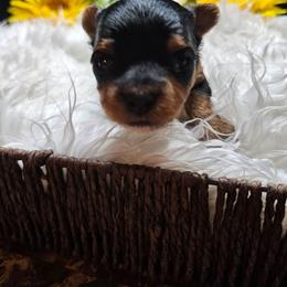 Huxley - Black and tan male Yorkshire Terrier puppy in Moses Lake, Washington from Harmony Hills Yorkies