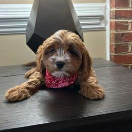 Patrick - Red male Cavapoo puppy in Mint Hill, North Carolina from DoodleForever