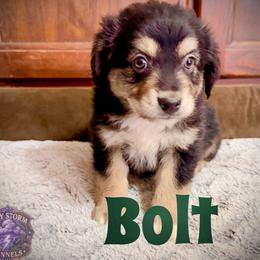 Bolt - Black tri male Miniature Australian Shepherd puppy in Lubbock, Texas from Baby Storm Kennels