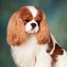 Cody - Cavalier King Charles Spaniel