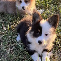 Pembroke Welsh Corgis from TLC Corgie’s