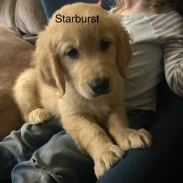 Starburst - Golden Golden Retriever puppy in Kalamazoo, Michigan from Wildside Acres