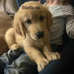 Starburst - Golden Golden Retriever puppy in Kalamazoo, Michigan from Wildside Acres