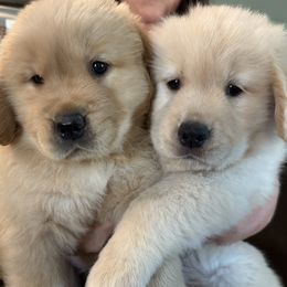 Golden Retriever puppies from Amore Doro’ N Marshell Golden’s