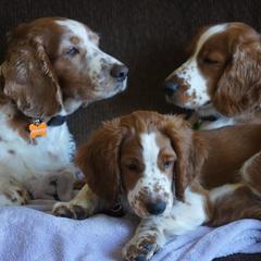 Welsh Springer Spaniels from Long Lane Welsh