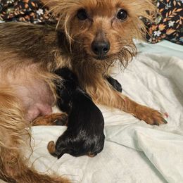 Rosie - Yorkshire Terrier