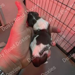 Samson - Chocolate and tan male Dachshund puppy in Blanchard, Oklahoma from Dusty Road Doxies