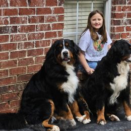 Bear - Bernese Mountain Dog