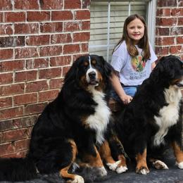Bear - Bernese Mountain Dog