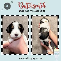 Butterscotch - Tri-color male Bernedoodle puppy in Boiling Springs, South Carolina from OlliePups, LLC