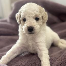 Boy 4 - male Goldendoodle puppy in Shreveport, Louisiana from Cottage Doodles