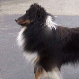 Shetland Sheepdogs from Shady Oak Shelties