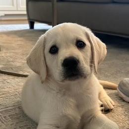 Boy 1 - Yellow male Labrador Retriever puppy in Hutto, Texas from Texas Bluebonnet Labs