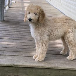 Goldendoodle and Pyredoodle Puppies from Sweet Dixie Doodles