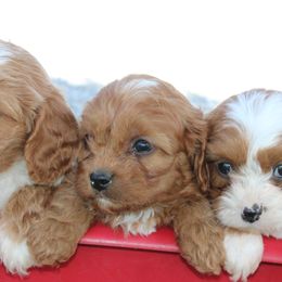 Bernedoodles, Cavapoos, and Pomskies from Luxe Pomskies & Bernedoodles