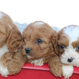 Bernedoodles, Cavapoos, and Pomskies from Luxe Pomskies & Bernedoodles