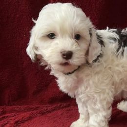Goldendoodles from Susquehanna Valley Golden Doodles