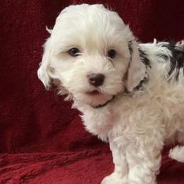 Goldendoodles from Susquehanna Valley Golden Doodles