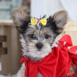 TASHA - Black and tan female Yorkshire Terrier puppy in Hughesville, Missouri from Puppykiss4u