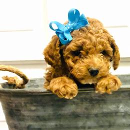 Mei Mei - Red  female Goldendoodle puppy in Bountiful, Utah from Abidoodles