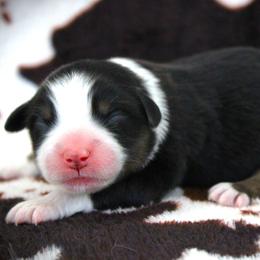 Gemma - Black tri female Miniature Australian Shepherd puppy in Menomonee Falls, Wisconsin from Hunt N Oaks