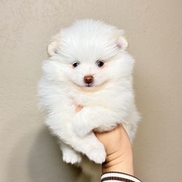 Vogue - White female Pomeranian puppy in Phoenix, Arizona from Luxpomz