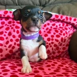 Nova - Black white and tan female Rat Terrier puppy in Molalla, Oregon from The Puppy Patch Rat Terriers
