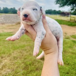 Miller - White and black male Dalmatian puppy in Mt. Vernon, Texas from Double B