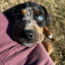 Catahoula Leopard Dog Puppies from Sheepcote Farm Catahoula’s
