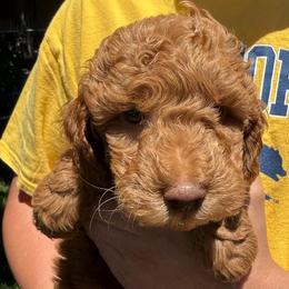Red - Red male Labradoodle puppy in Lancaster, California from Mini Doodles