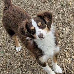 Honey - Miniature Australian Shepherd