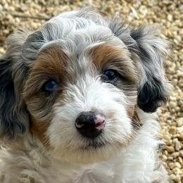Aussiedoodles and Miniature Australian Shepherds from Hilary Fillmore