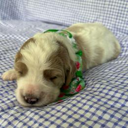 Earth - Parti male Goldendoodle puppy in Camden, North Carolina from Oopsie Doodles of NC