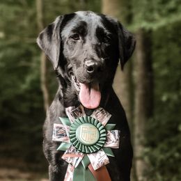 Storm - Labrador Retriever