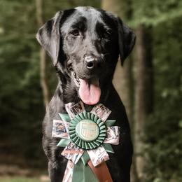 Storm - Labrador Retriever