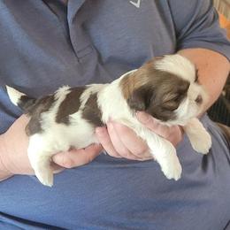 Kolton - Liver and white male Shih Tzu puppy in Parma, Ohio from D's DeVine Shih-Tzu