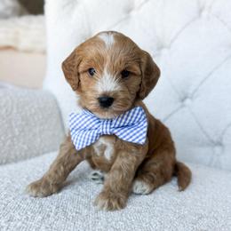 Dewy - Red  male Goldendoodle puppy in Sterling, Illinois from Charley's Goldendoodles
