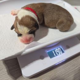 Boy 1 Mr Red (Duque) - White and red male Pembroke Welsh Corgi puppy in Milton, Florida from Milton Corgis ~ Azealia Acres