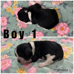 Boy 1 - Black and white male English Springer Spaniel puppy in Freeland, Michigan from McNally's Springer Spaniels