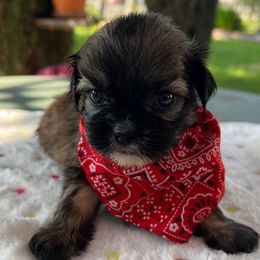 Lucas - Black and tan male Shih Tzu puppy in Hemet, California from Aloha Shih Tzu
