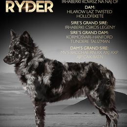 Ryder - Mudi