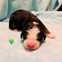 Green Boy - Bernese Mountain Dog puppy from Blacksburg Berners
