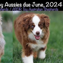 Australian Shepherds, Miniature American Shepherds, Miniature Australian Shepherds, and Toy Australian Shepherds from Double Moon