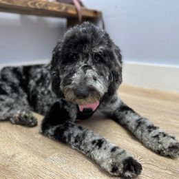 Gracie - Goldendoodle