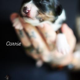 Carrie - Black tri female Miniature American Shepherd puppy in Battle Ground, Washington from Casita Miniature American Shepherds