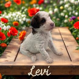 Levi - Parti male Goldendoodle puppy in Shelby Township, Michigan from Shelby Doodles MI LLC