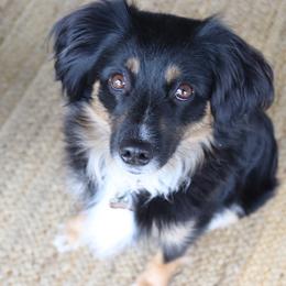 Tango - Miniature American Shepherd