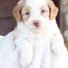 Aussiedoodle Puppies from 5 Cent Doodle Dogs